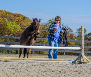 Coco Practicing Jumping