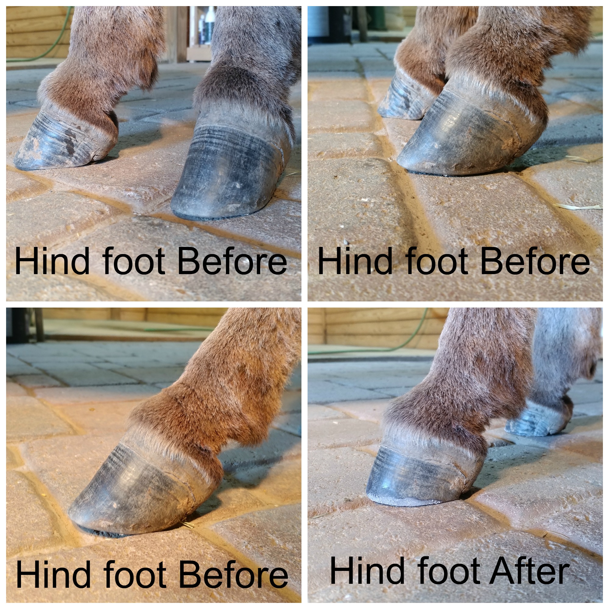 Hoof Care Little Longears Miniature Donkey Rescue