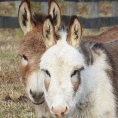 cute mini donkey