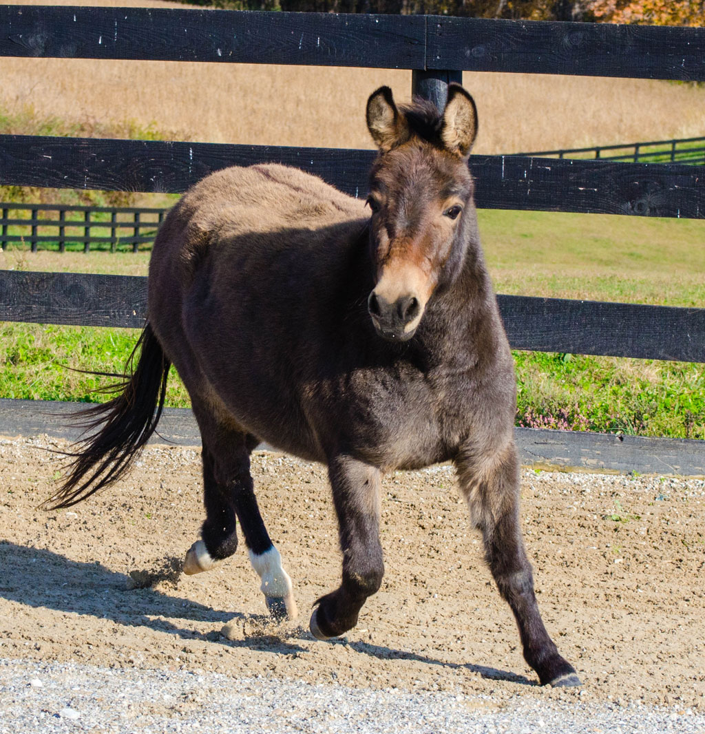 Coco | Little Longears Miniature Donkey Rescue